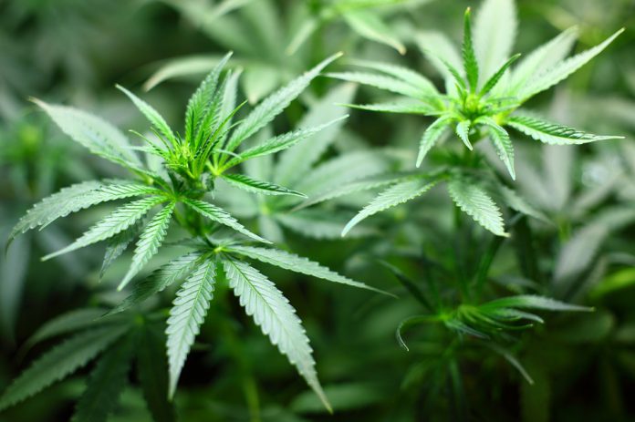 Massafra. Militari scoprono 49 piante di cannabis.