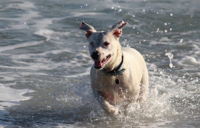 Il Consigliere vuole fare in modo che possa essere permesso l'accesso degli animali domestici in spiaggia.