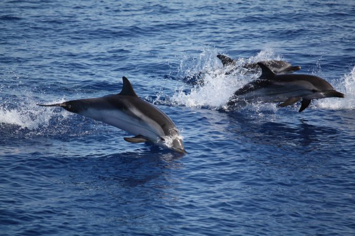 Duecento delfini nel mare di Taranto