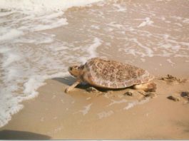 Ritrovata senza vita tartaruga sulla spiaggia di San Pietro