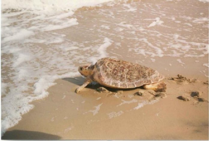 Ritrovata senza vita tartaruga sulla spiaggia di San Pietro