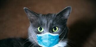 gatto con coronavirus