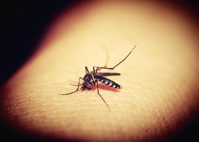vaccino contro la malaria