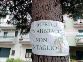 Palagiano - piantati 37 nuovi alberi in Via per Torre San Domenico