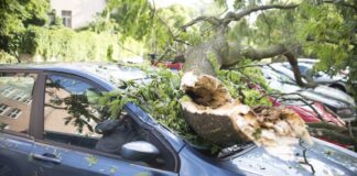 Taranto, tragedia sfiorata: un pino si abbatte su un'auto in Viale Magna Grecia