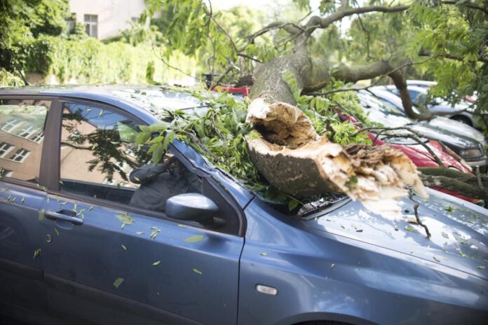 Taranto, tragedia sfiorata: un pino si abbatte su un'auto in Viale Magna Grecia