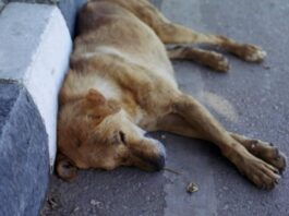 Castellaneta Marina trovati quattro cani avvelenati in 2 giorni