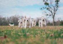 Massafra: trovati due cuccioli di cane in un albero di ulivo