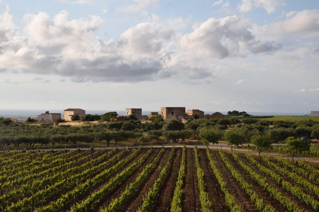 Il vino più buono della Puglia si produce qui: ecco la cantina da provare