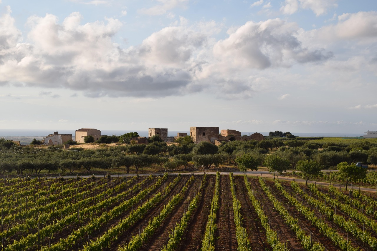 Bottiglie di vino in una cantina pugliese, con vigneti sullo sfondo e luce calda che illumina l'ambiente.