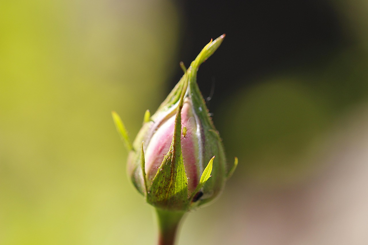 Afidi verdi su una rosa, con un rimedio casalingo in un flacone accanto.