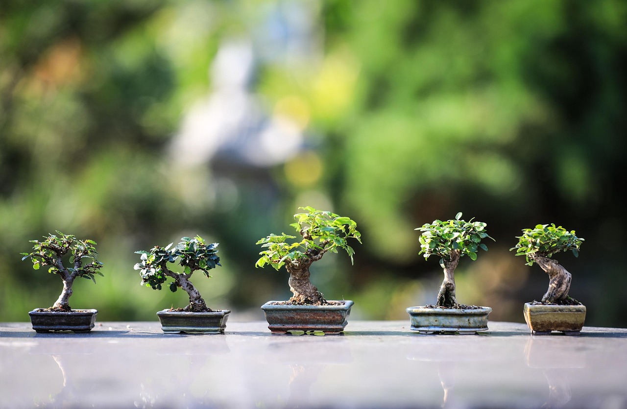 Due bonsai di specie diverse su un tavolo, ideali per principianti nella coltivazione.