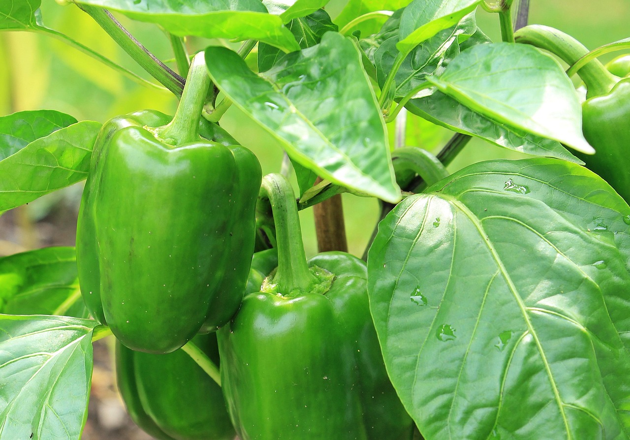 Peperoni colorati in un orto, pronti per la raccolta, simboleggiano la crescita sana delle piante.