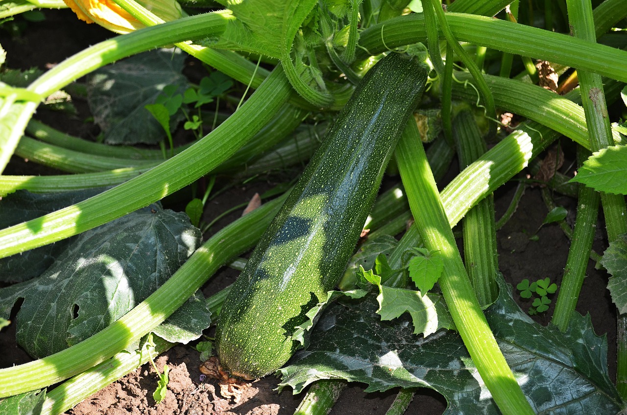 Zucchine fresche e verdi coltivate in un orto rigoglioso.