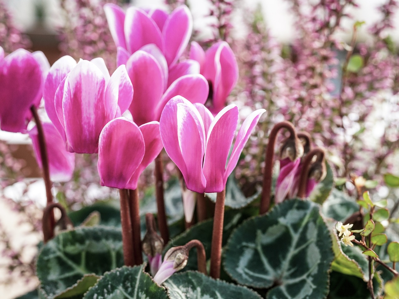 Fiori primaverili da piantare in ottobre, con varietà colorate e rigogliose.