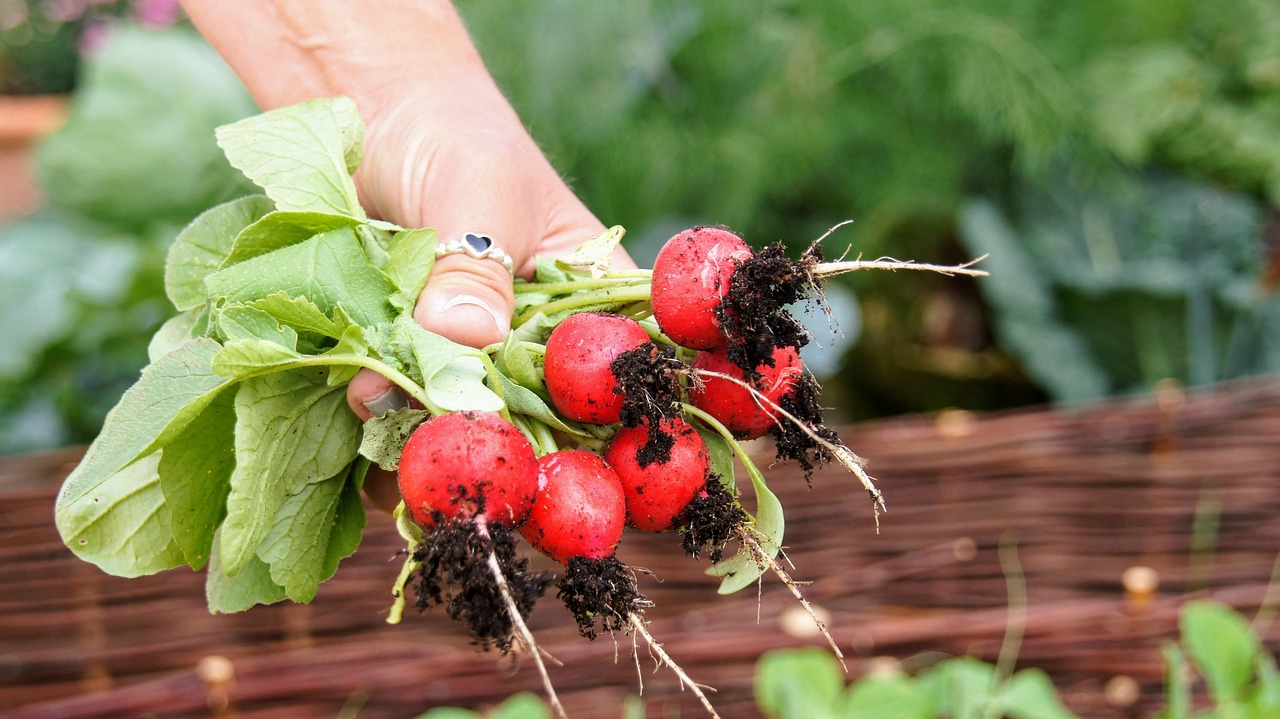 Verdure autunnali pronte per essere piantate a settembre: cavoli, spinaci e carote nel terreno.