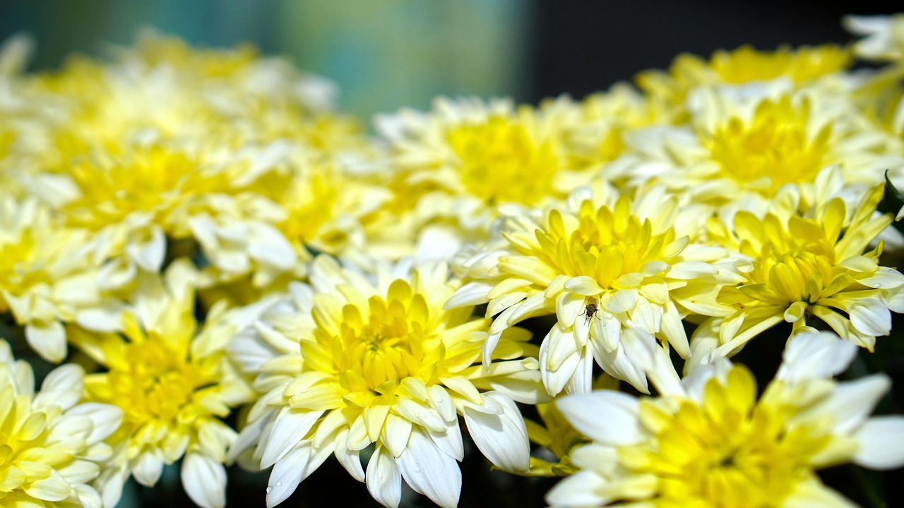Crisantemi colorati in giardino, simbolo di bellezza e varietà, non solo fiori da cimitero.