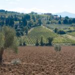 Degustazione di vini in una cantina di Montalcino con vigneti in fiore.