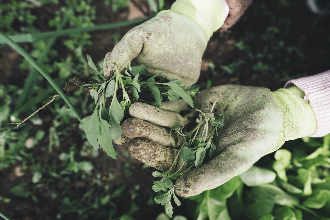 Erbacce verdi in giardino con diserbante naturale in primo piano su terreno fertile.