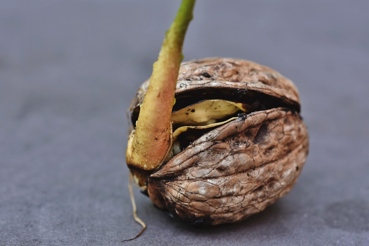 Immagine di un seme di avocado germogliato in un vaso, illustrando il metodo di coltivazione.