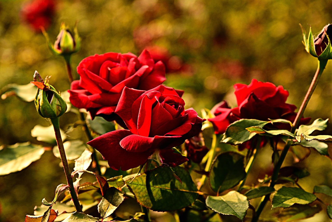 Terreno arricchito con segreti della nonna per rose sempre rigogliose e fiorite.