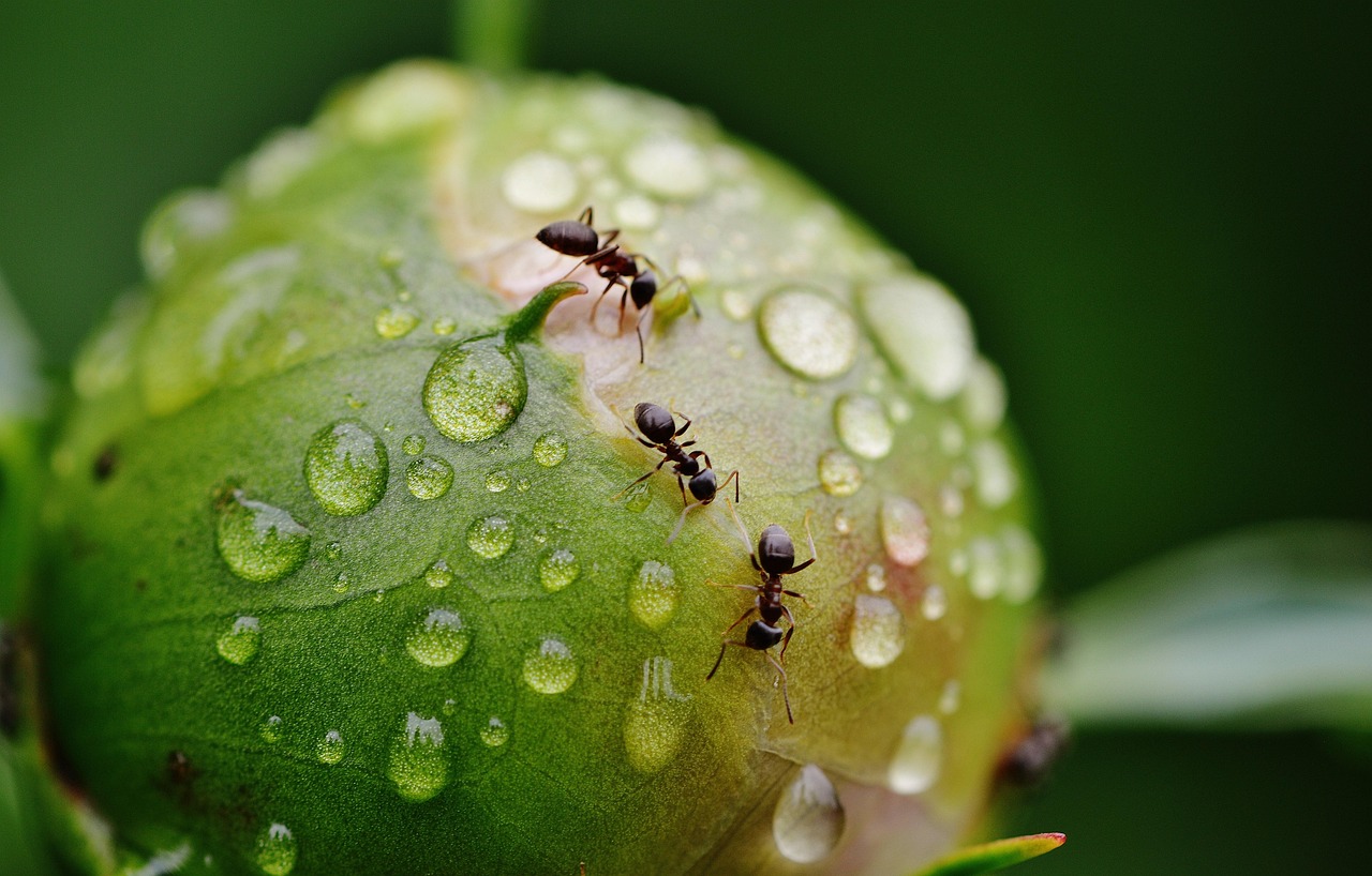 Giardino con piante e rimedi naturali per eliminare le formiche senza chimici.