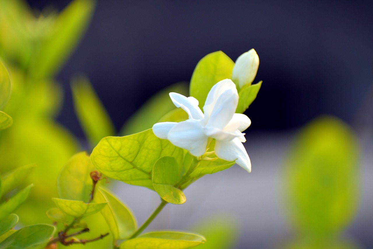 Gelsomino in fiore durante l'inverno, simbolo di cura e fioritura in condizioni inusuali.