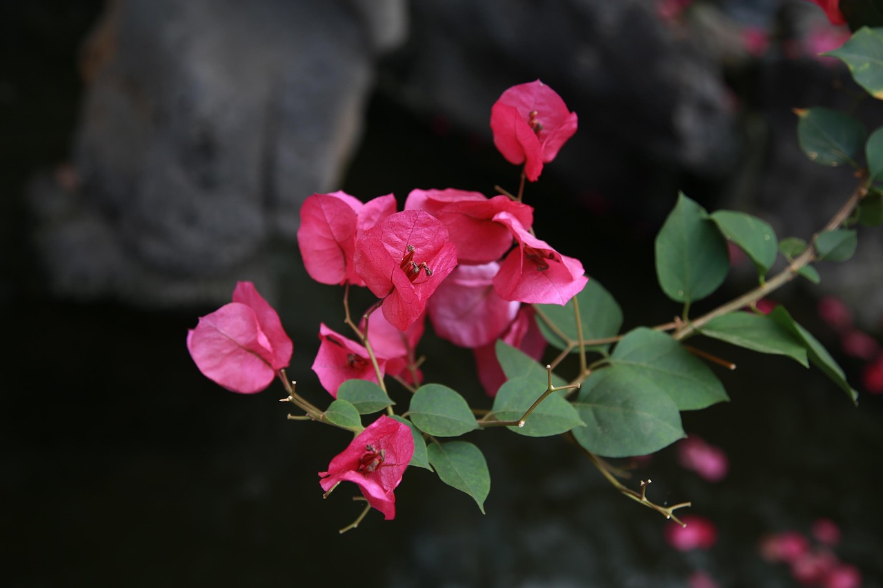 Bouganville fiorita con colori vivaci, simbolo di un giardino rigoglioso e ben curato.