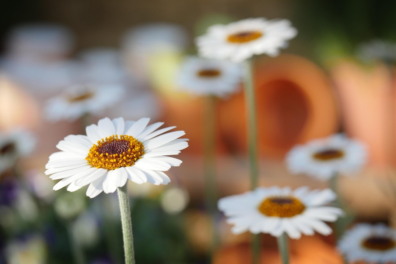 Margherite fiorite in un giardino, simbolo di primavera e autunno.