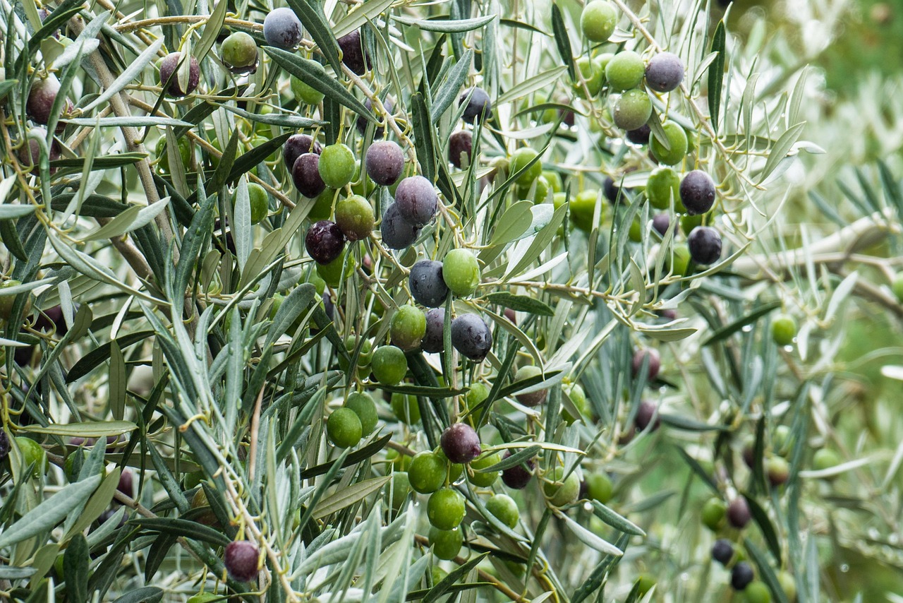 Olivo in vaso con foglie verdi e frutti, simbolo di coltivazione domestica e produzione di olive.