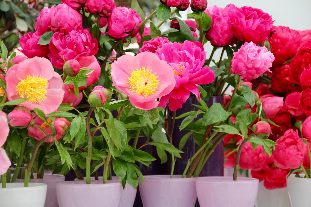 Peonie in fiore nel giardino, suggerimenti per la piantagione e fioriture rigogliose.