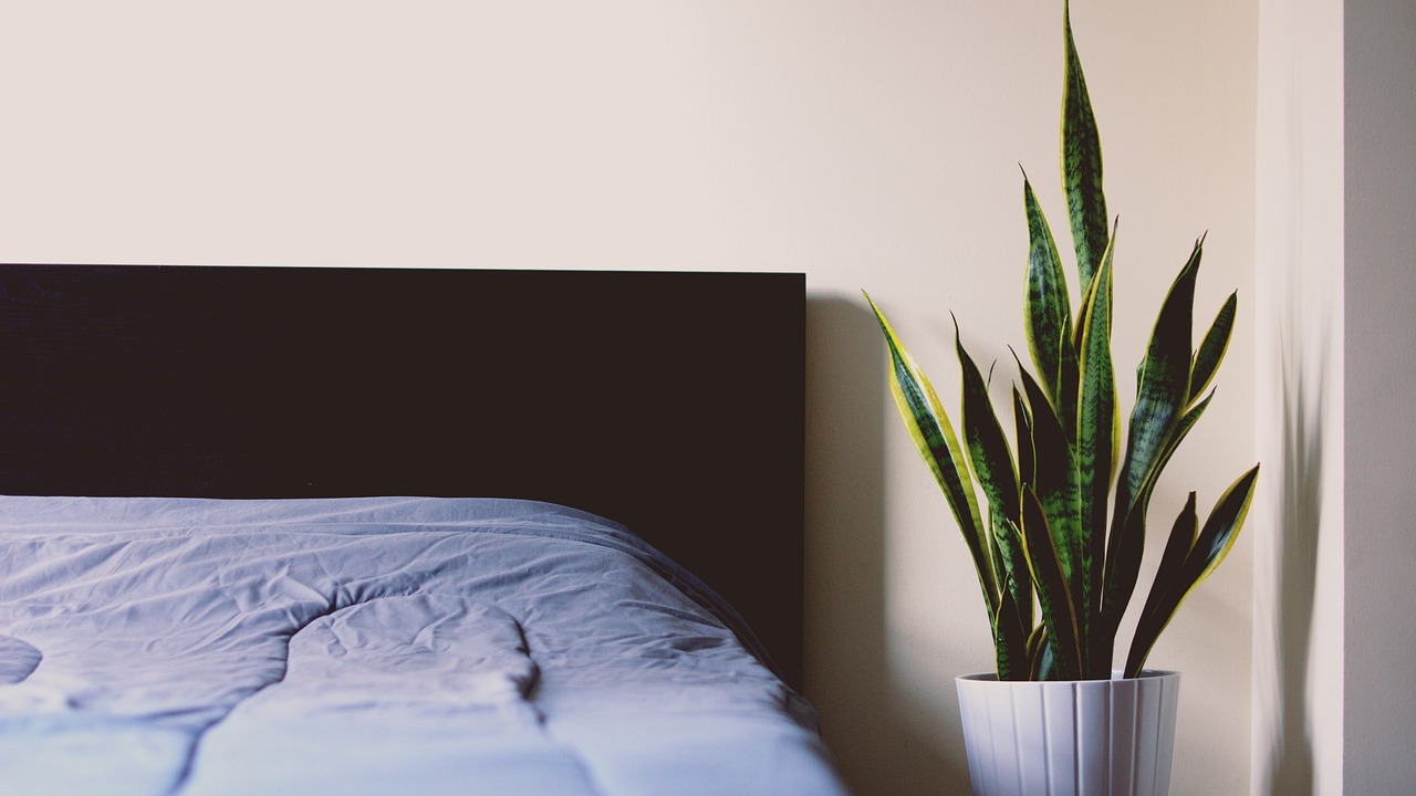 Piante da camera da letto che favoriscono un sonno migliore e purificano l'aria.
