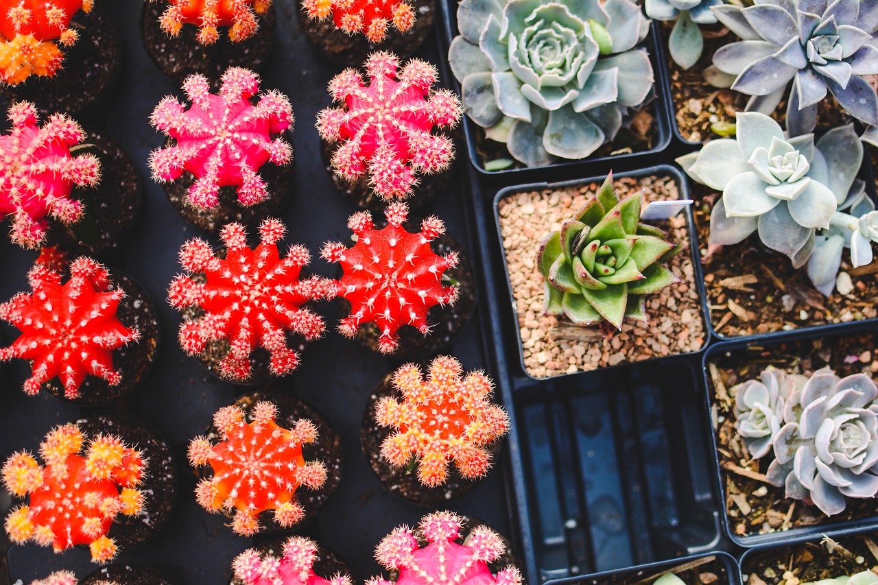 Piante grasse rare in un giardino, con diverse forme e colori vivaci.