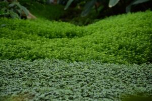 Piante tappezzanti: ecco le migliori per coprire il terreno senza manutenzione