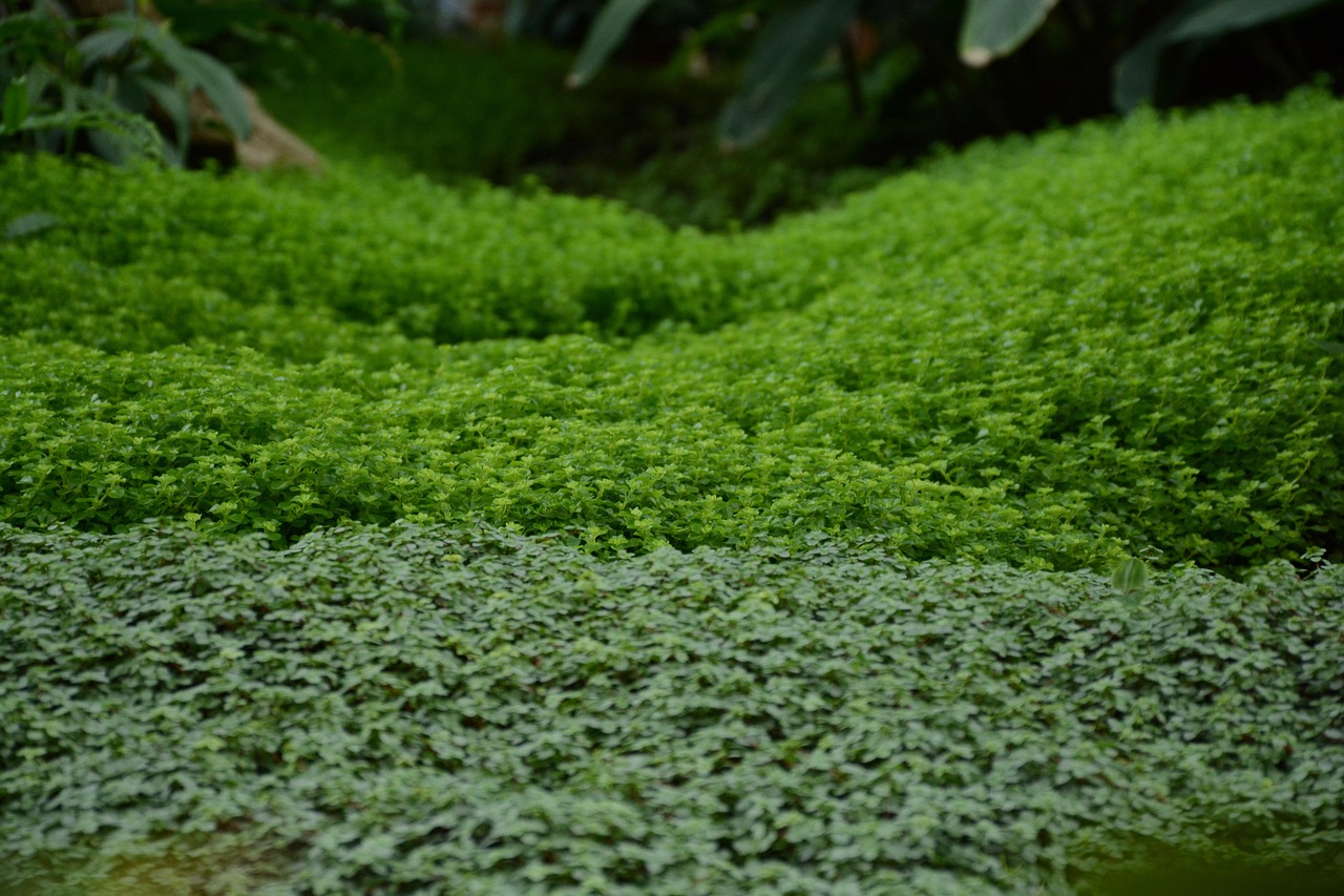 Piante tappezzanti verdi e floride che coprono il terreno in un giardino.