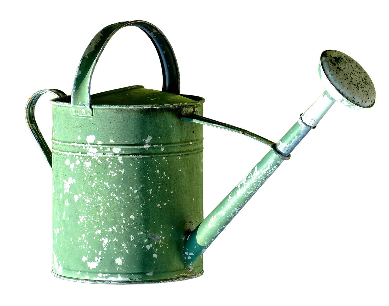 Ruggine su foglie di piante con rimedi naturali per la cura del giardino.