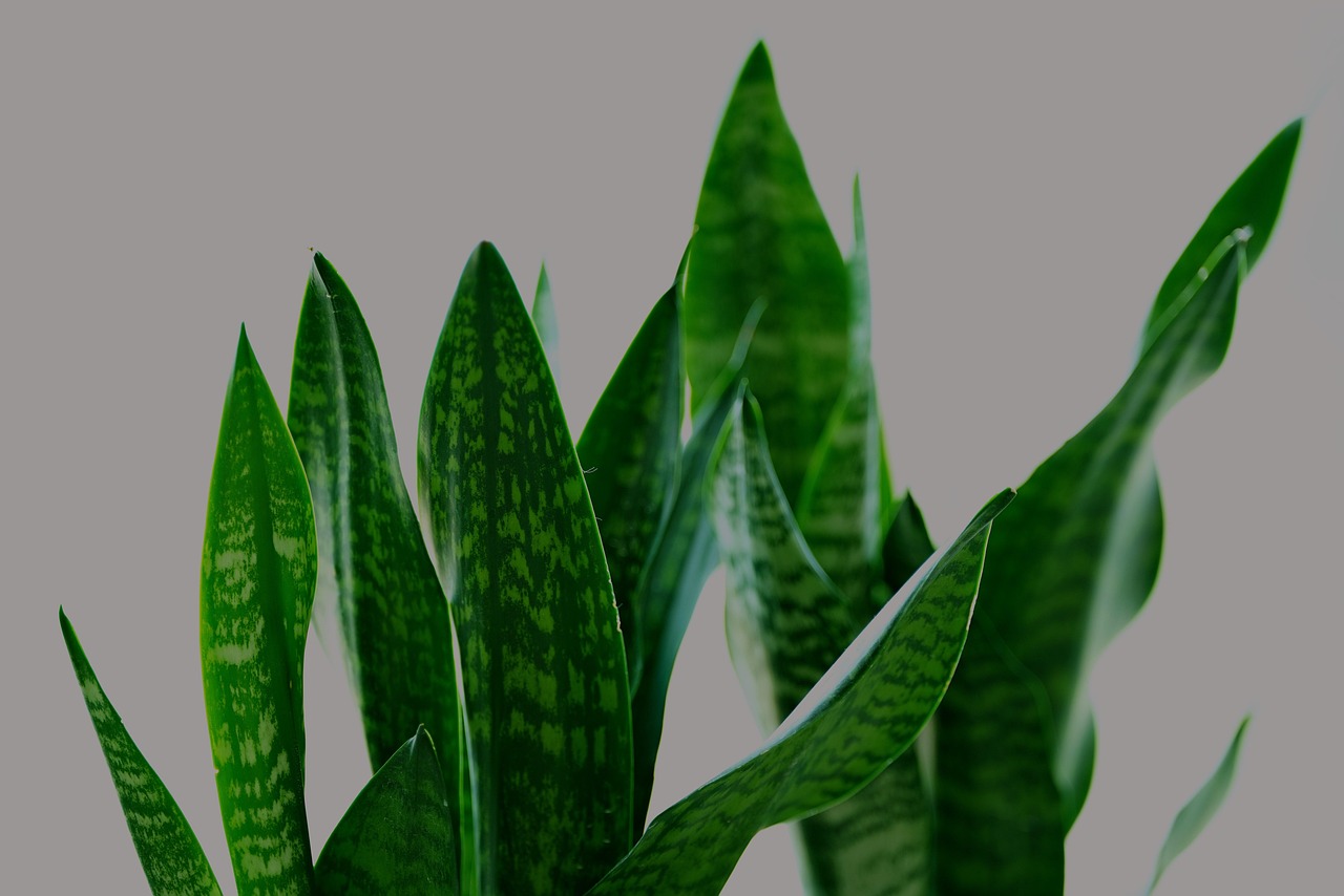 Sansevieria verde con foglie spesse, ideale per chi ha poco tempo per innaffiare.