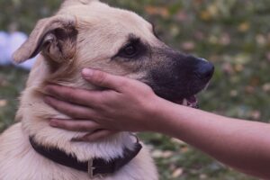 Attenzione al tuo cane: ecco il segnale che non devi mai ignorare