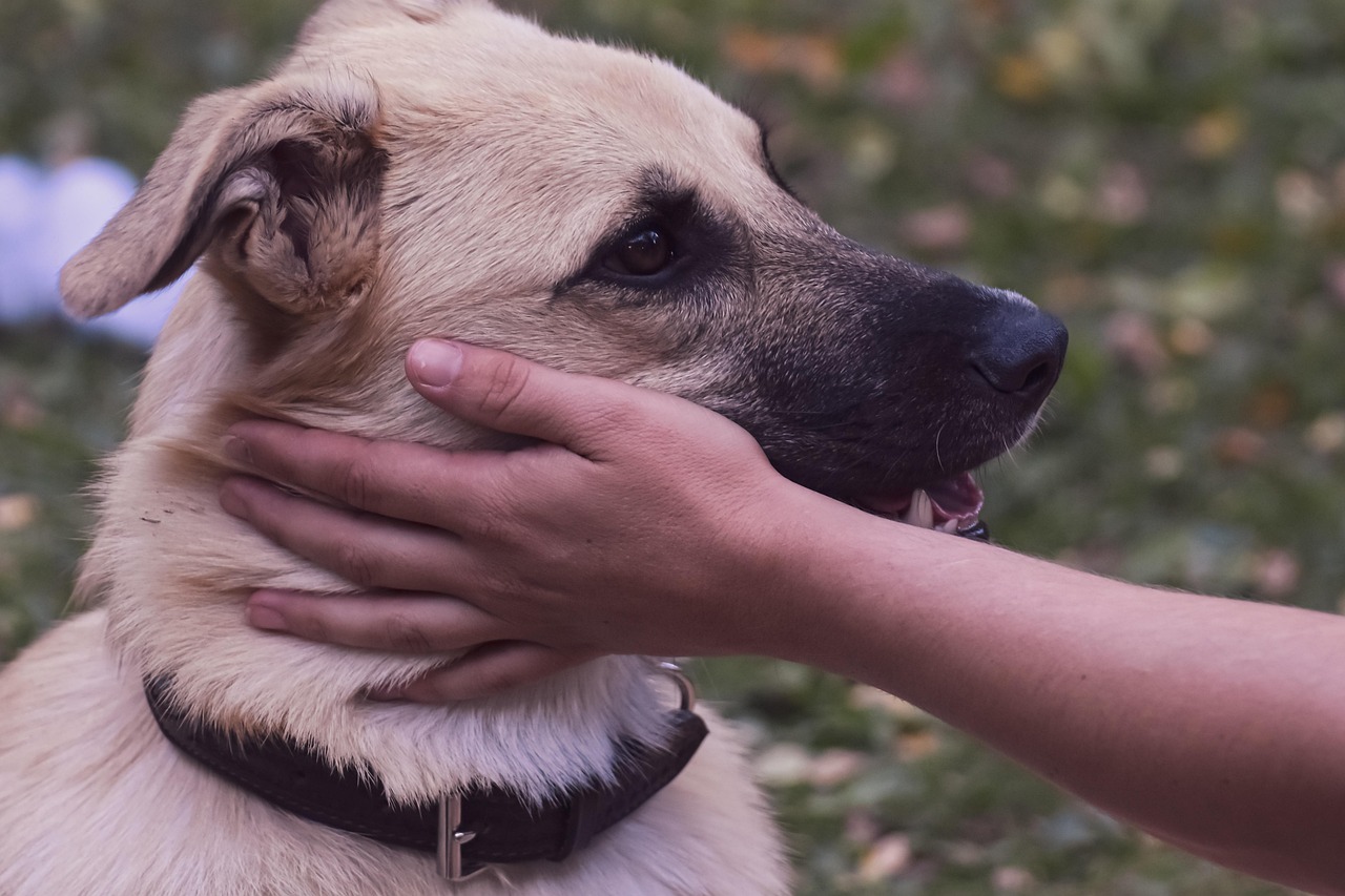 Cane preoccupato che mostra segni di disagio, evidenziando un comportamento da non ignorare.