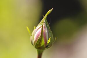 Afidi sulle rose: il trucco con sapone di Marsiglia che salva i boccioli in tre giorni