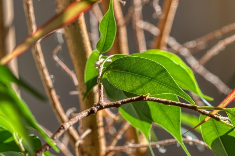 Cocciniglie sulle piante: come eliminarle in modo definitivo senza prodotti chimici