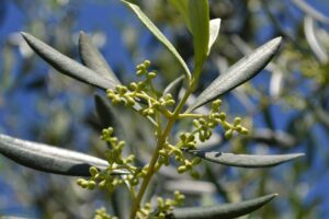 Ecco il segreto per raccogliere olive abbondanti e far fiorire il tuo ulivo senza fatica