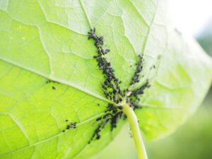 Mosche bianche sulle piante d'orto: il rimedio naturale che funziona davvero