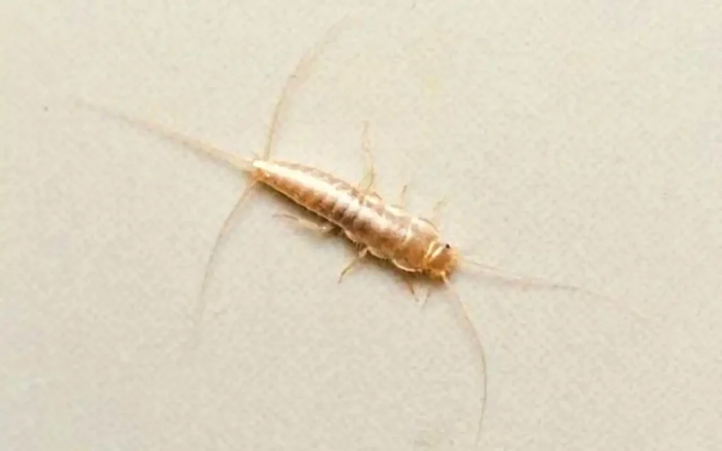 Allerta pesciolini d’argento: ecco quando possono diventare pericolosi