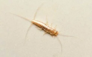 Allerta pesciolini d'argento: ecco quando possono diventare pericolosi