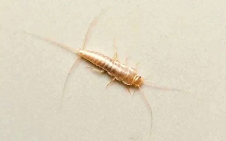 Allerta pesciolini d'argento: ecco quando possono diventare pericolosi