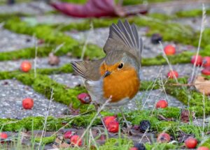 Pettirossi affamati in giardino: metti questo nella mangiatoia e torneranno ogni giorno