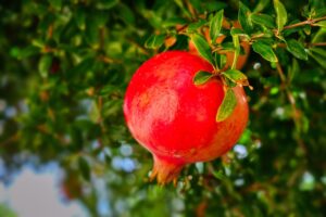 Potare il melograno ora: il momento esatto per avere frutti dolci e abbondanti