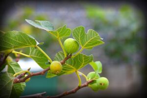 Quando potare il fico per avere più frutti e una pianta sana ogni anno