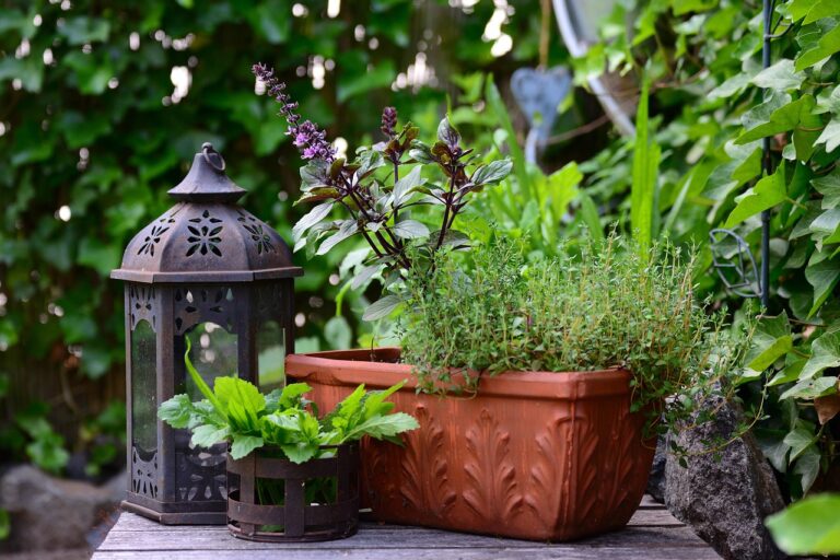 Zanzare sul terrazzo: le tre piante aromatiche che fanno da repellente naturale